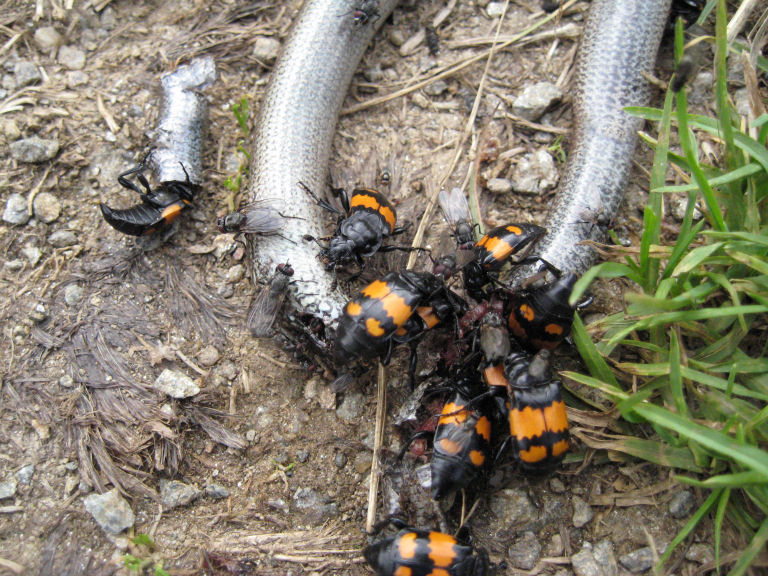 Nicrophorus delle Orobie valtellinesi